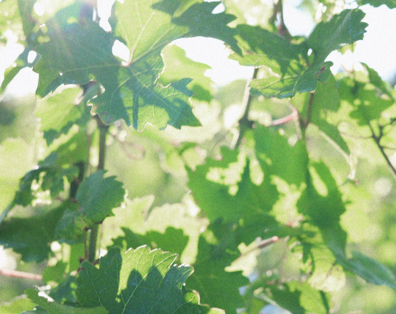 CHATEAU KNOT – シャトーノット –